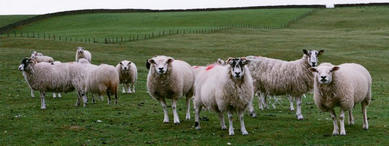 Yorkshire Farmers Livestock Marketing