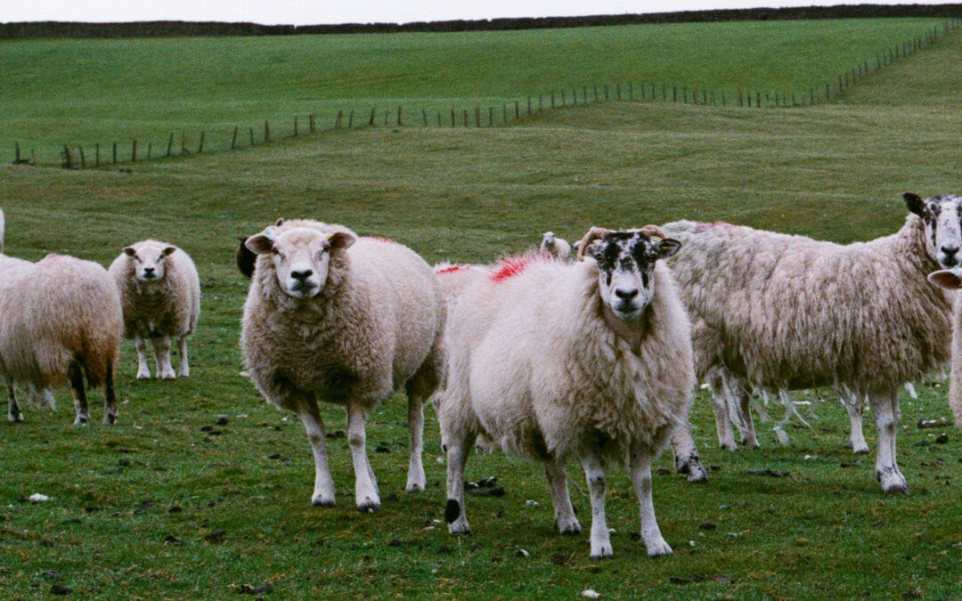 Yorkshire Farmers Livestock Marketing – Enhanced Supply Chain Efficiency