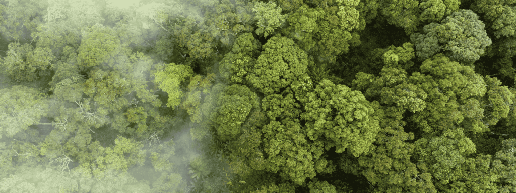 Rainforest - IBM Envizi