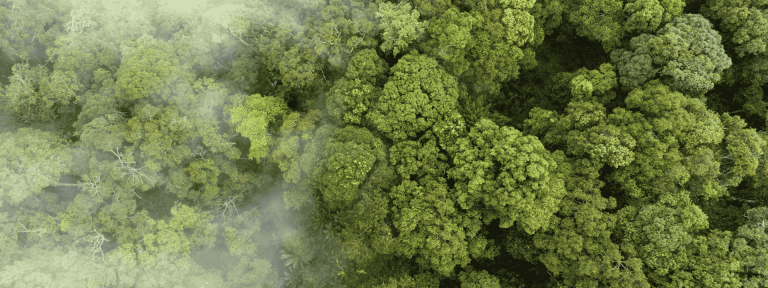 Rainforest - IBM Envizi