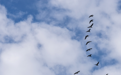 Migrating IBM Software to the Azure Cloud